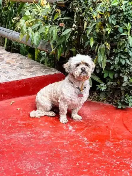 A dog welcomes visitors to an eatery in Cusco.