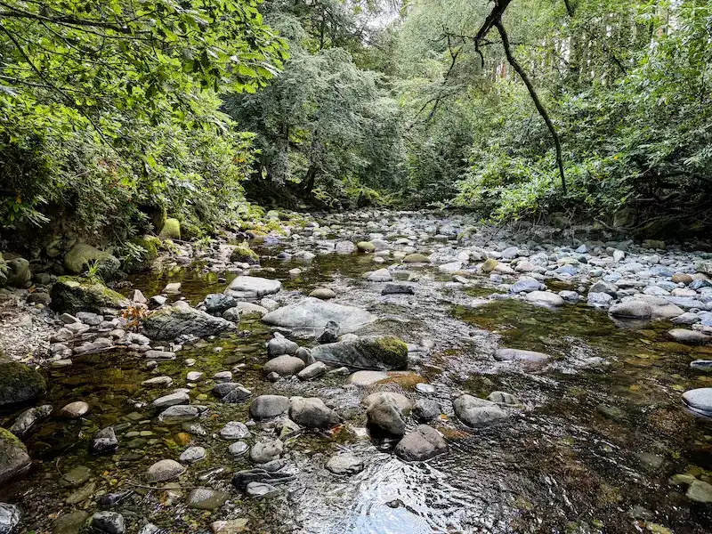 A fairy-tale forest in Northern Ireland