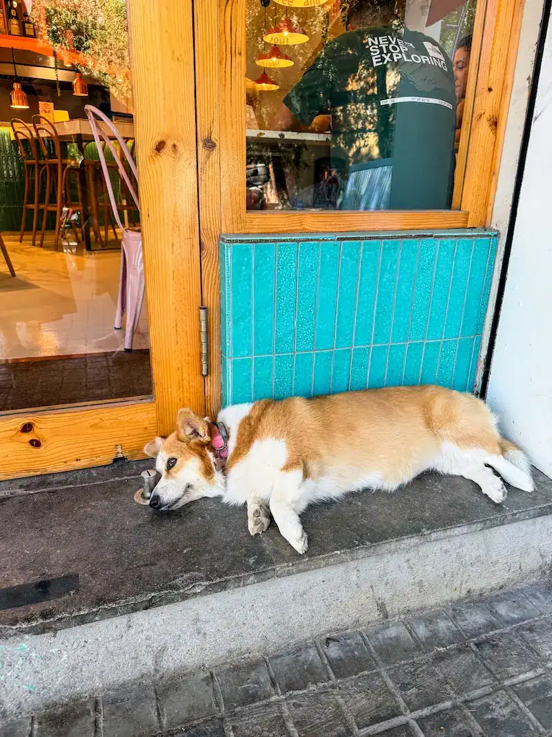 A corgi relaxes in Barcelona.