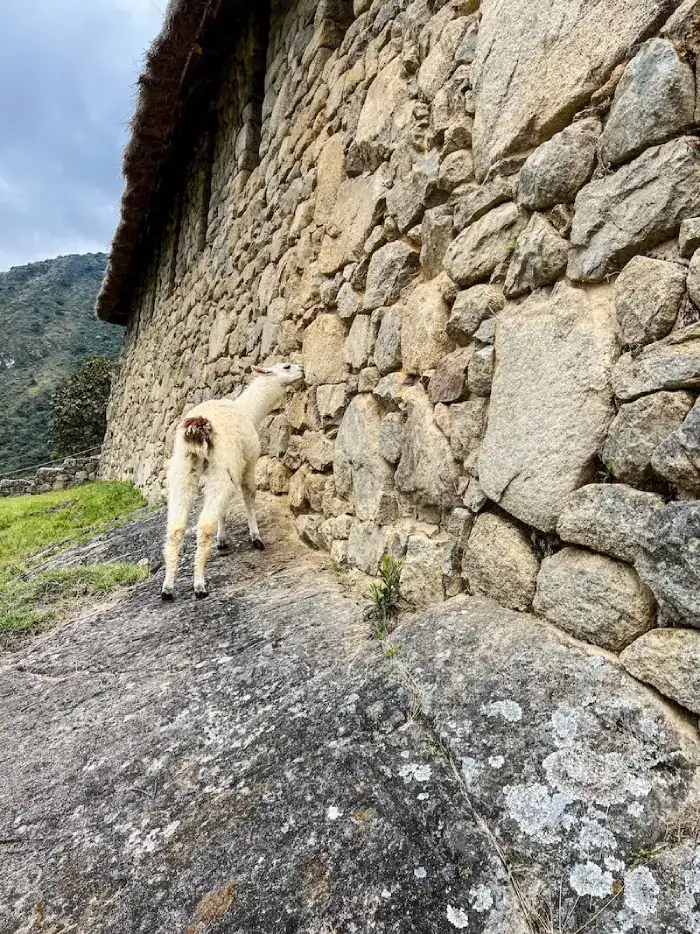 A llama on a Peru itinerary