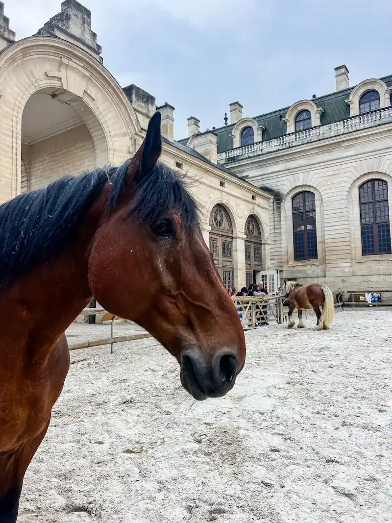 A horses poses at the Great Stables in Chantilly, a day trip from Paris.